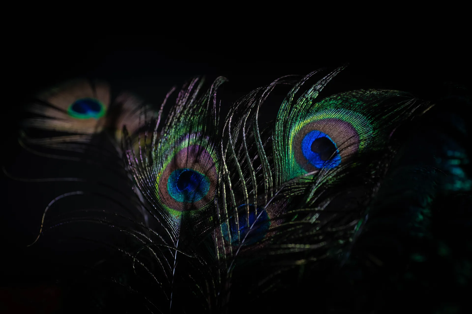 Plumes de paon iridescentes bleu-vert émergeant de l'obscurité, éclat nocturne