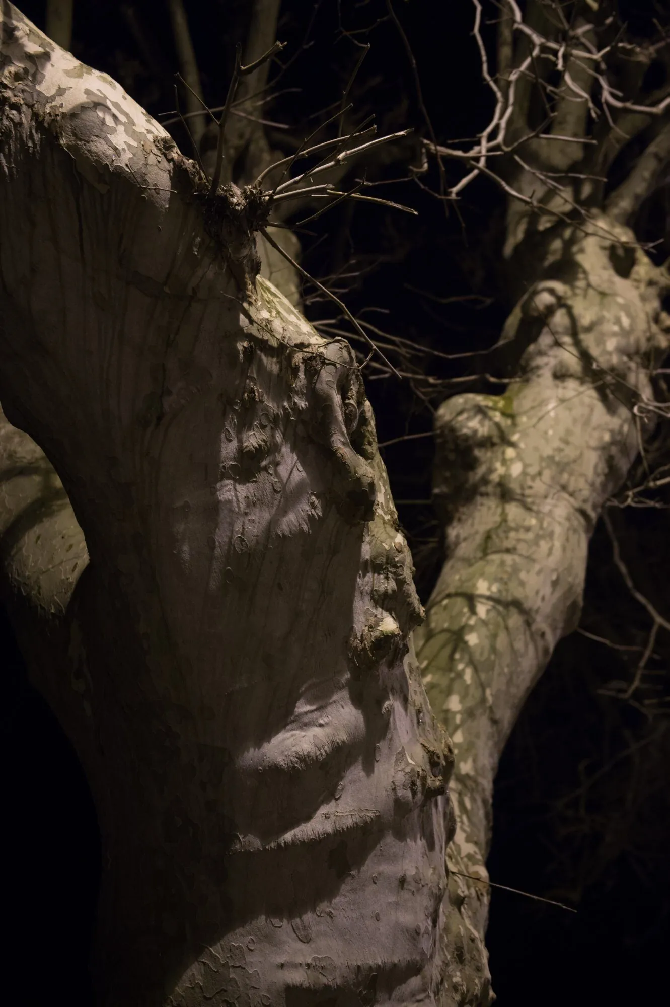 Visage endormi dans l'écorce d'un platane, éclairage nocturne, menton rentré et paupières closes
