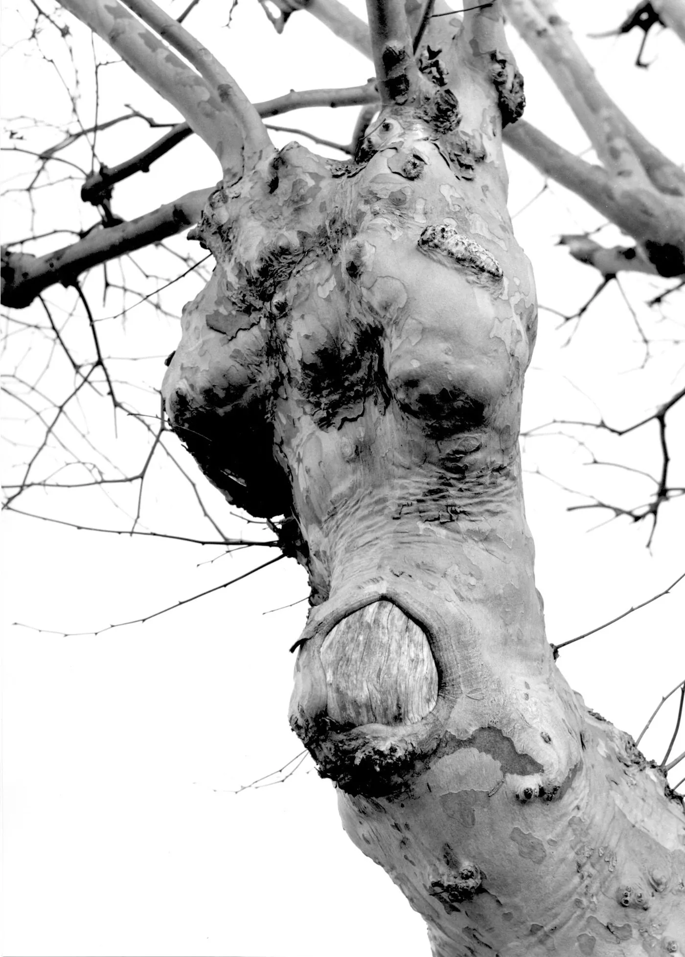 Détail d'écorce de platane en noir et blanc, forme de visage grimaçant dans les nœuds