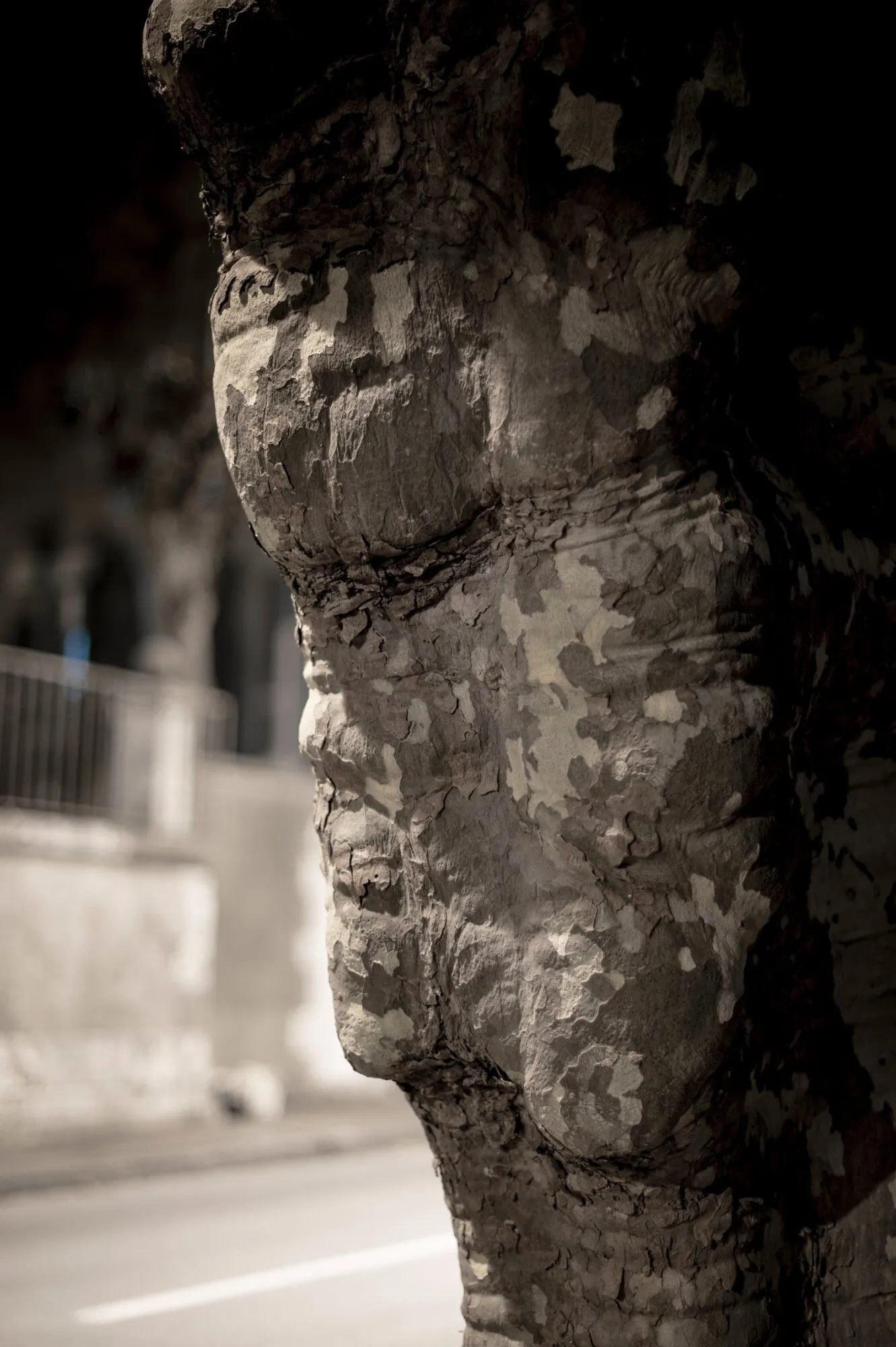 Tronc de platane en contexte urbain, écorce lisse révélant un profil humain