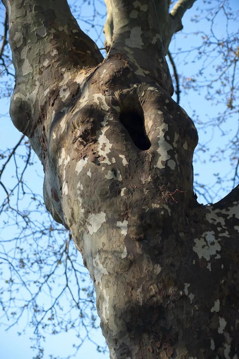 Platane en contre-plongée sur ciel bleu, écorce tachetée et branches hivernales