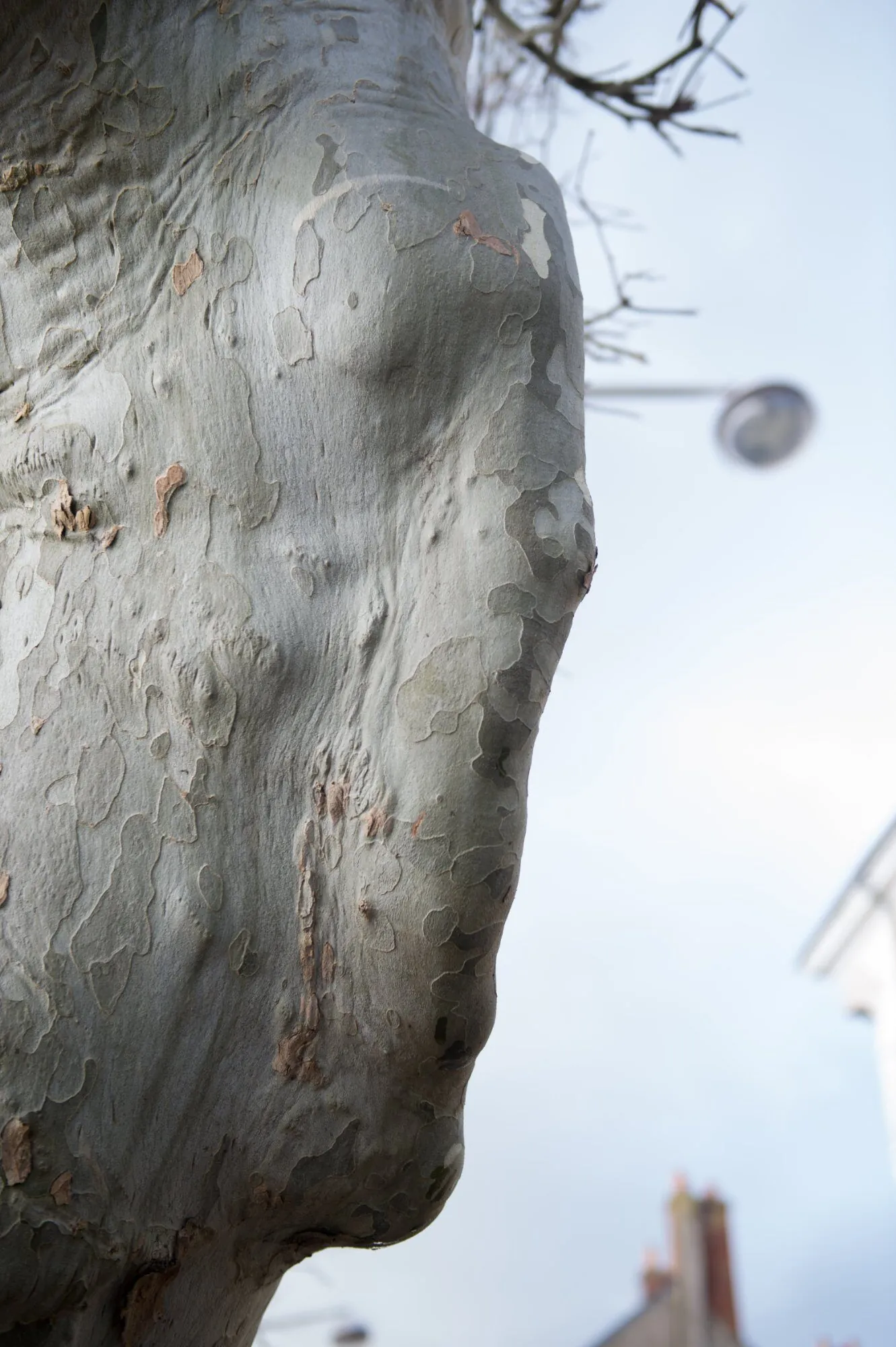 Tronc de platane de nuit révélant des formes spectrales dans la lumière artificielle