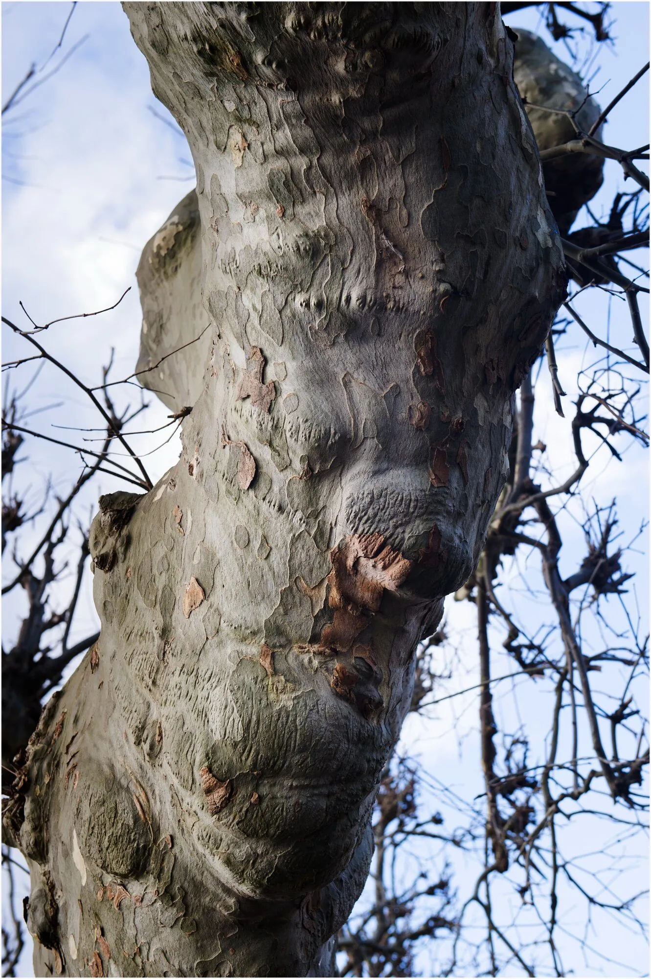 Visage avec œil clos formé par un renflement de l'écorce, ombre portée de branche