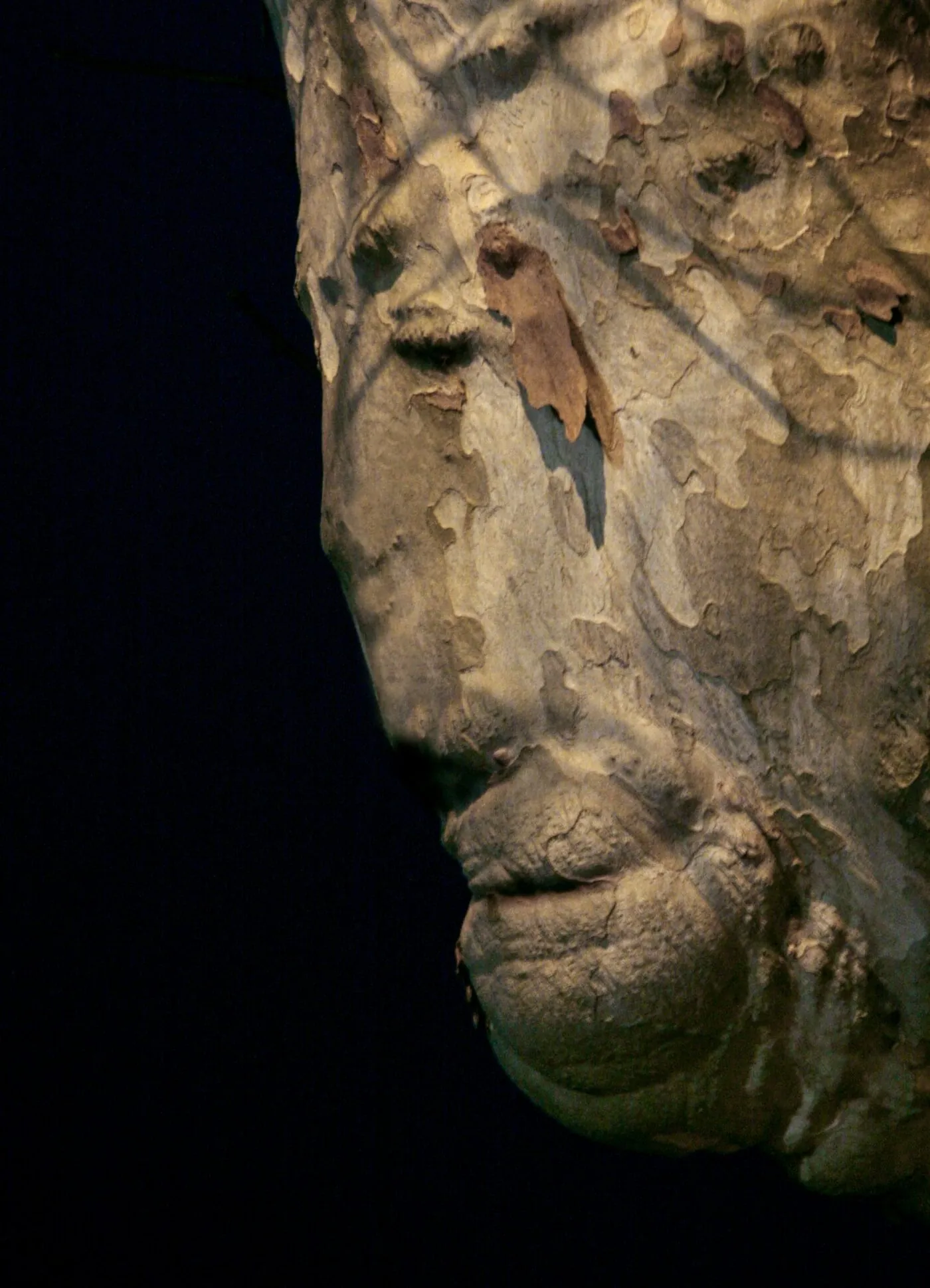 Profil pensif dans l'écorce d'un platane en contre-plongée, lumière dorée rasante