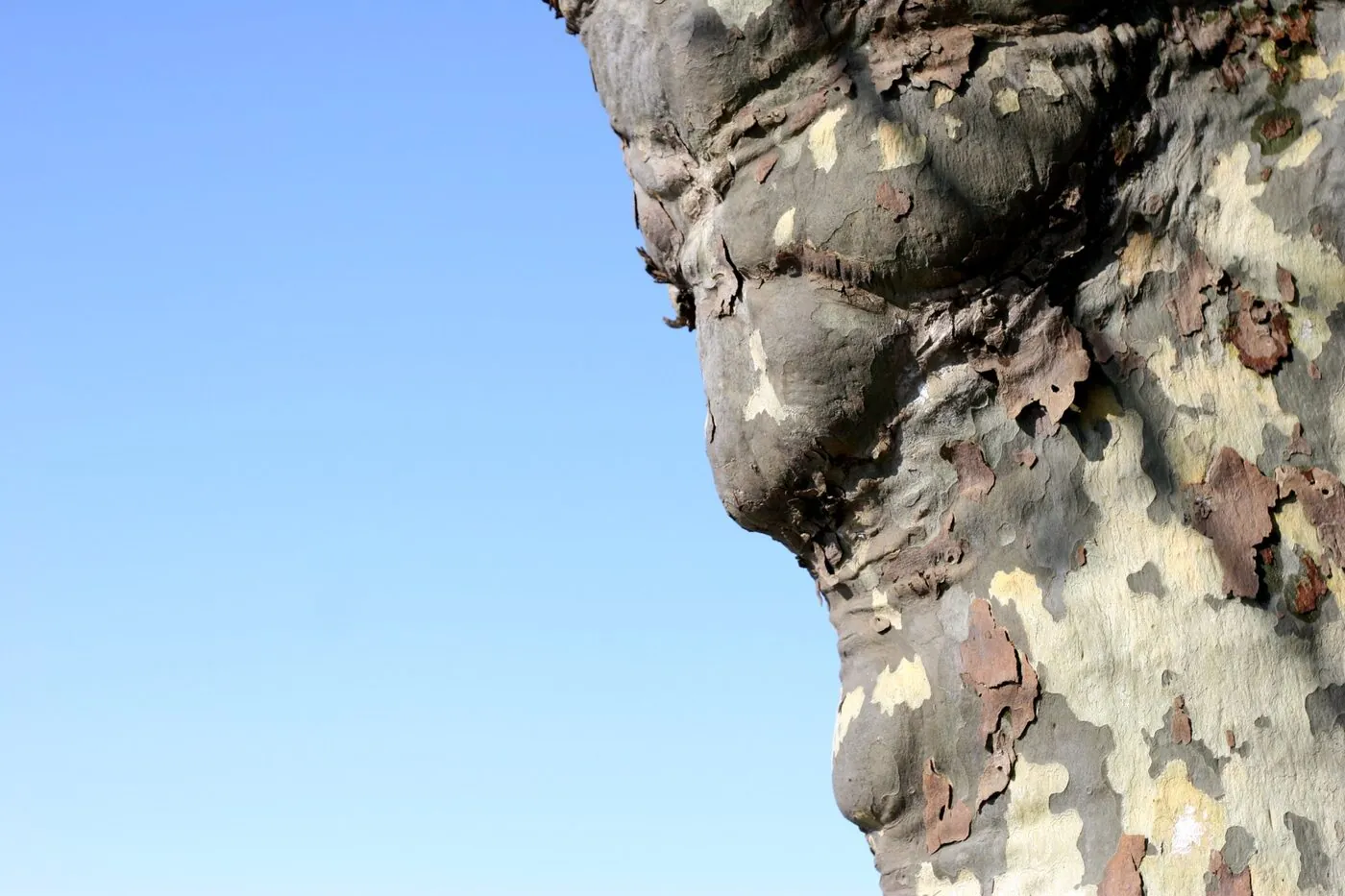 Profil de platane découpé sur ciel bleu, écorce camouflage en plaques