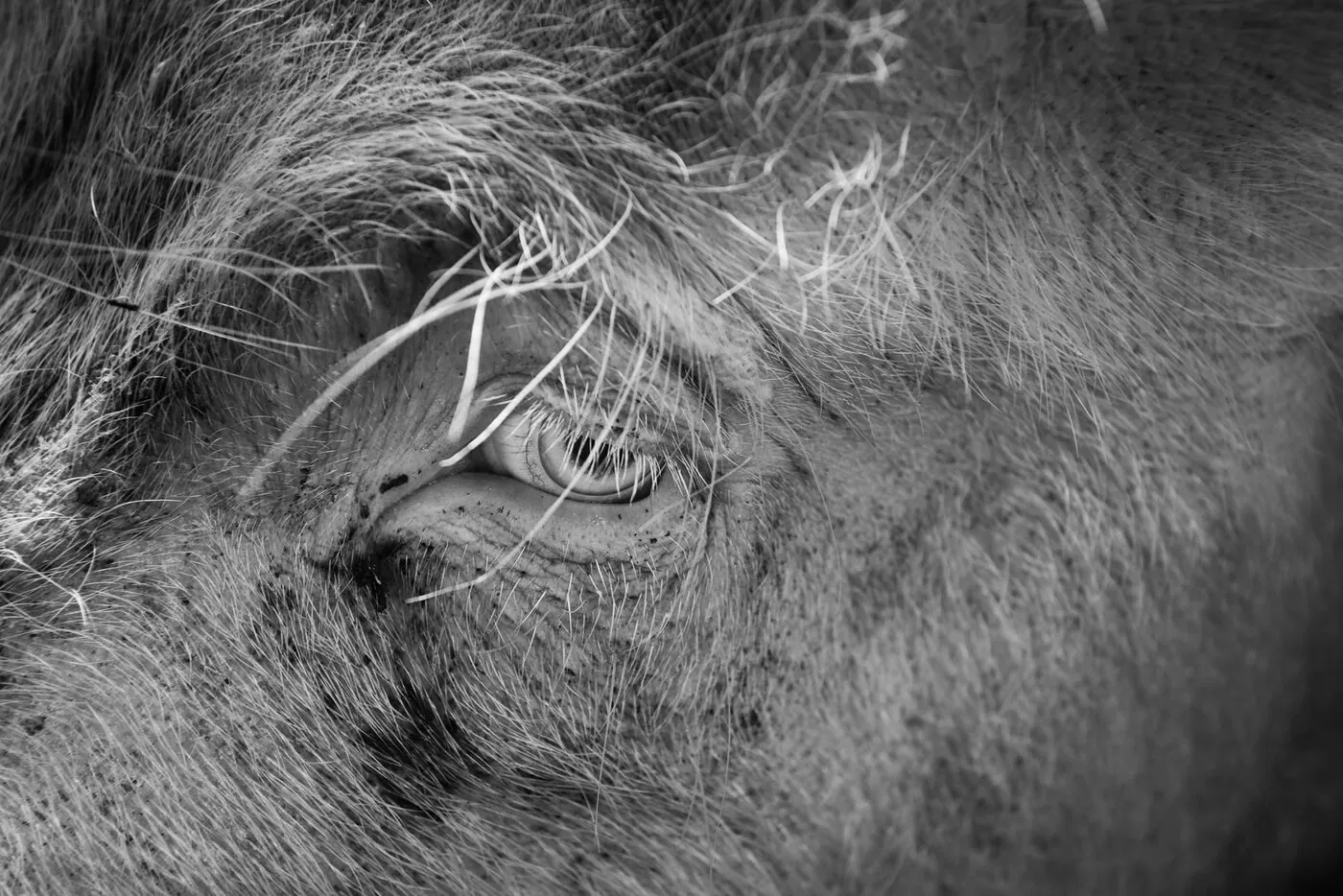 Traite manuelle d'une vache, gros plan sur les mains de l'éleveur pressant le pis