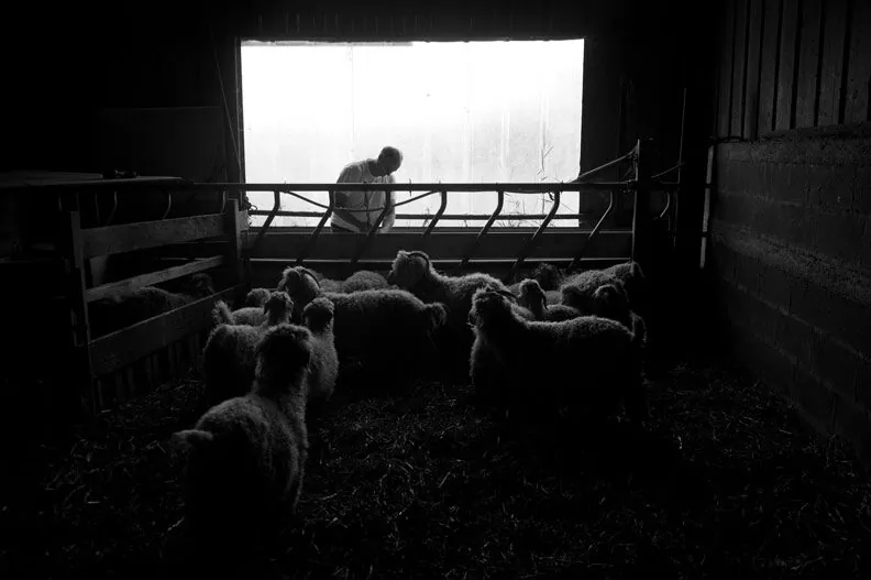 Volaille plumée sur un plan de travail, abattage fermier en circuit court