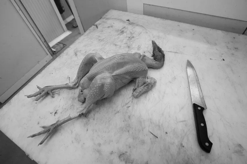 Vaches Holstein dans l'étable sous les néons, regard vers l'objectif