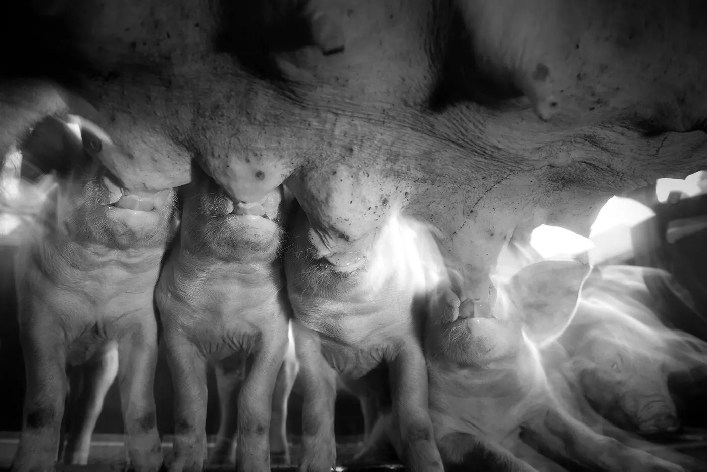 Serre maraîchère, rangs de cultures sous la bâche, pays giennois