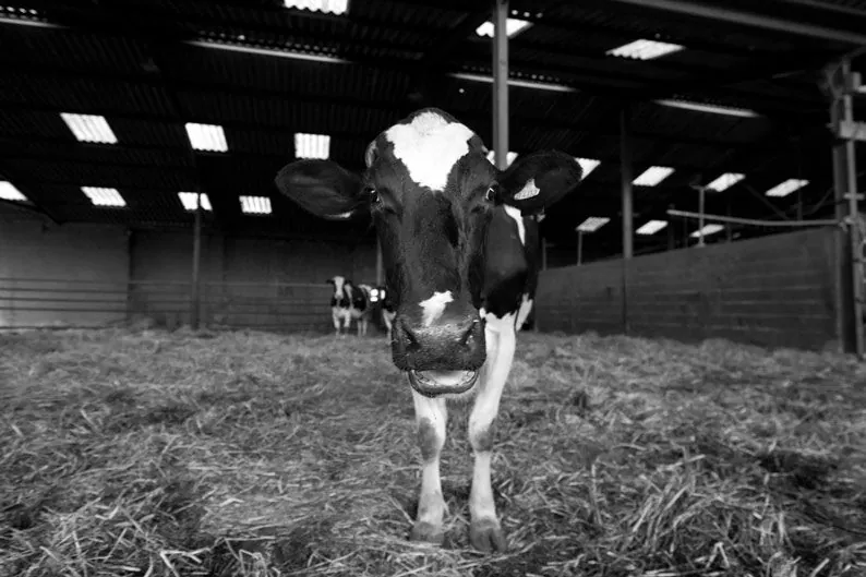 Jeune vache Holstein face à l'objectif dans l'étable, regard frontal curieux