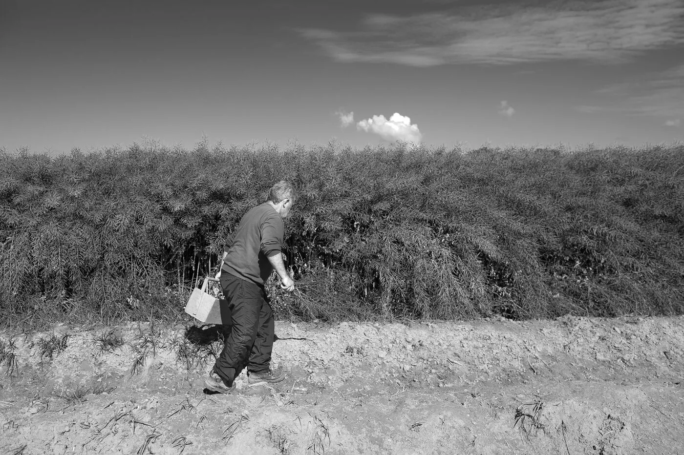 Vache Holstein pâturant sous un grand arbre, paysage rural giennois